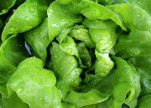Head lettuce close-ip
