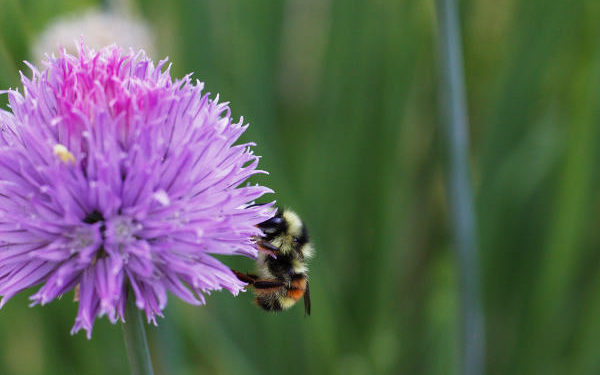 Chive flower with bee