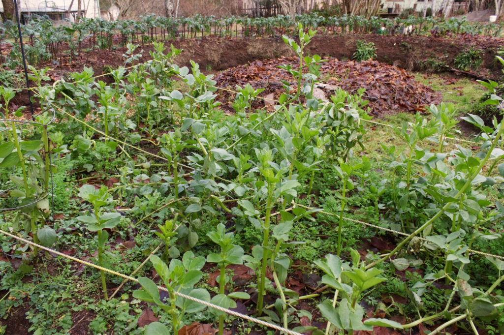 Fava bean cover crop on hugelkulture bed