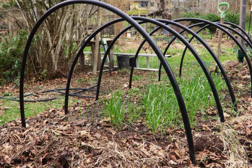Garden hoops for quick cold frame above hugelkulture bed