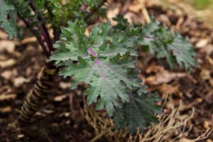 Red Russian Kale Leaf upclose