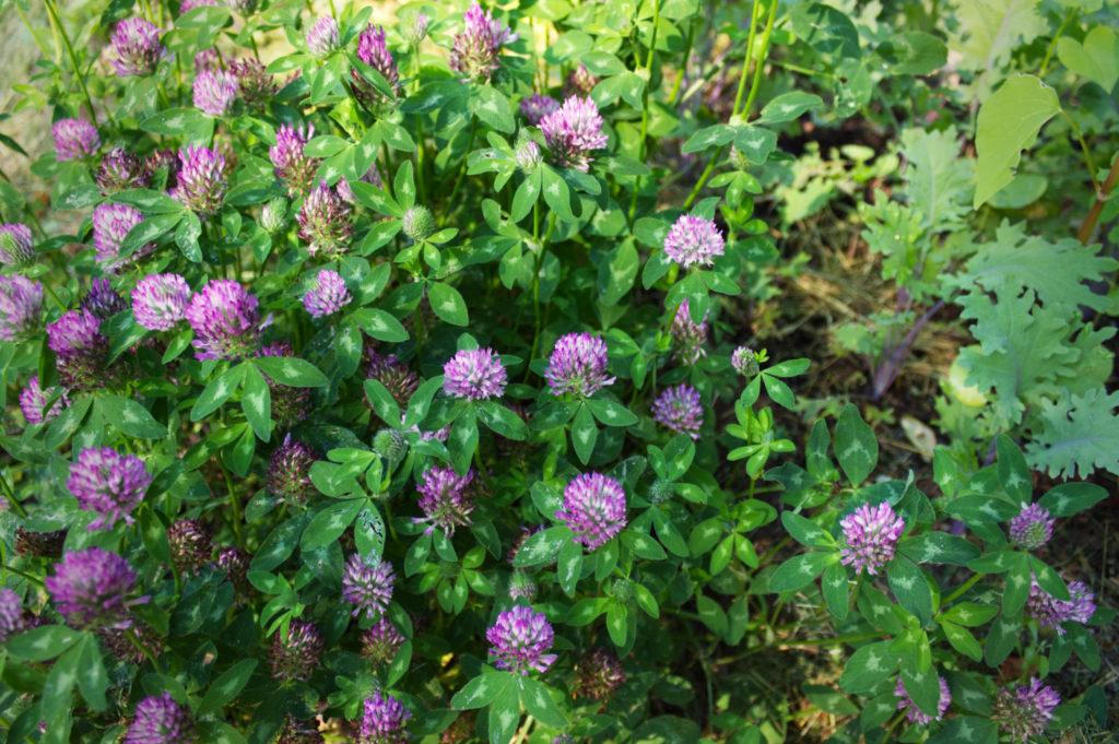 Red Clover plant in bloom