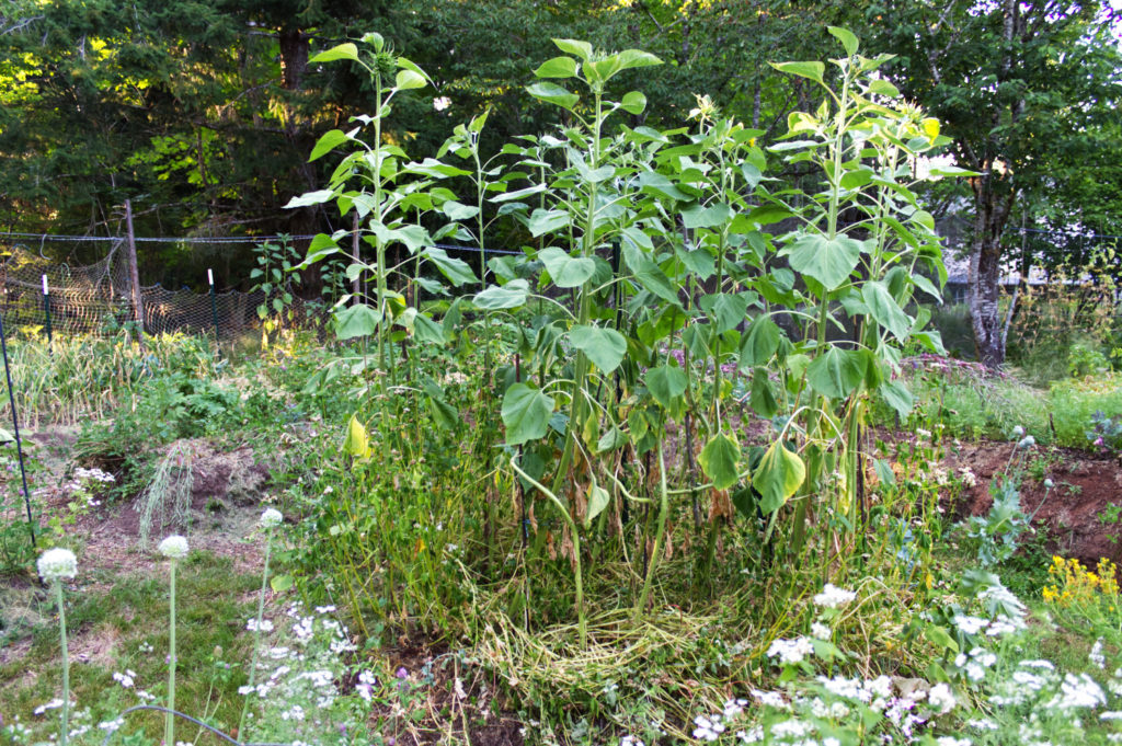 Sunflower stands and buckwheat cover mid-summer