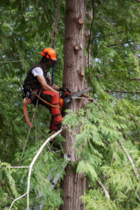 Tree Pruner in the canopy