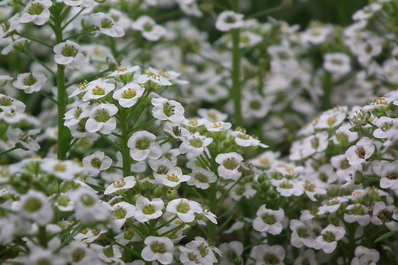 Alyssum flowers up-close