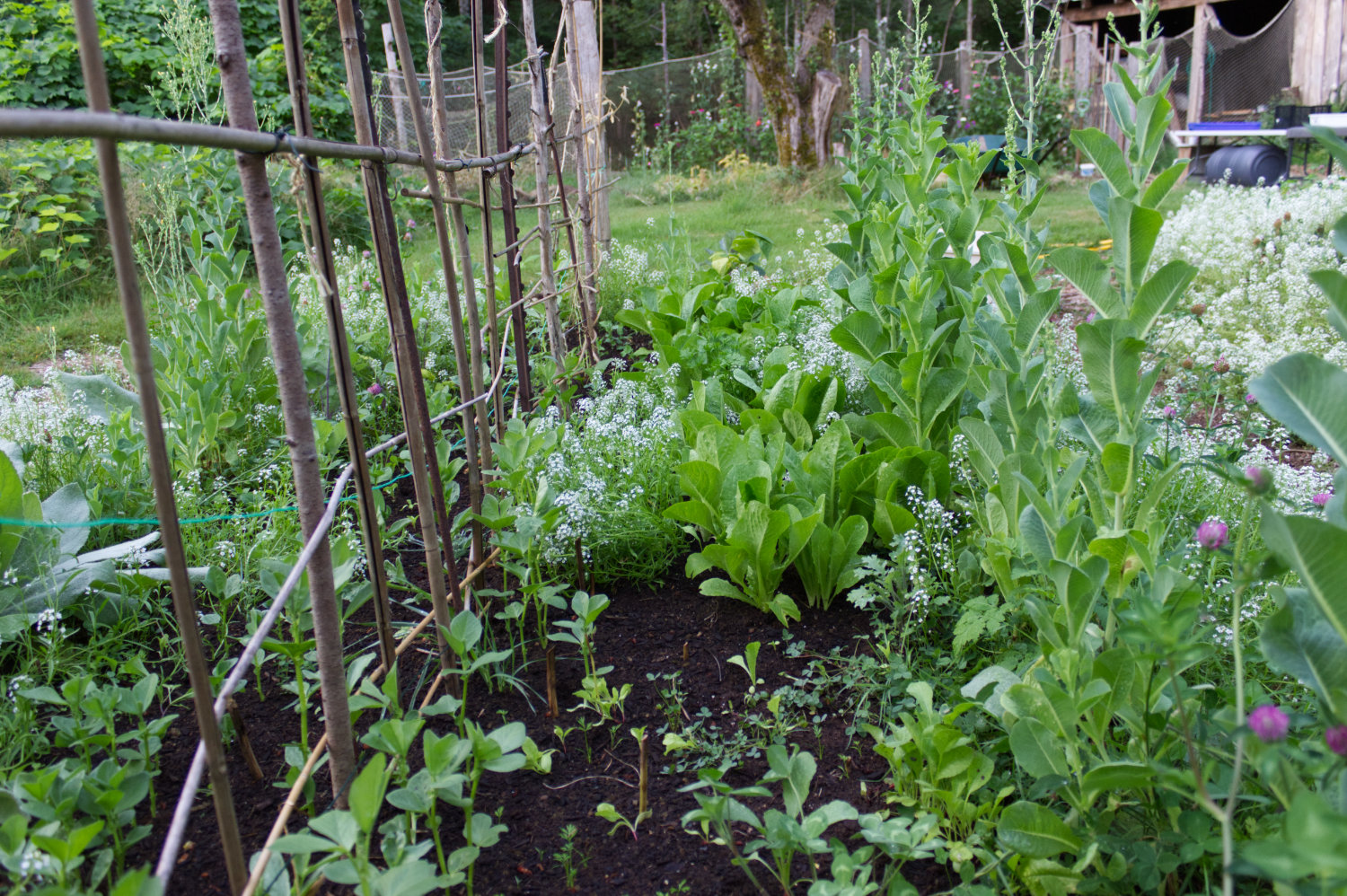 Mid shot of garden bed with lettuce going to seed and framed by alyssum.