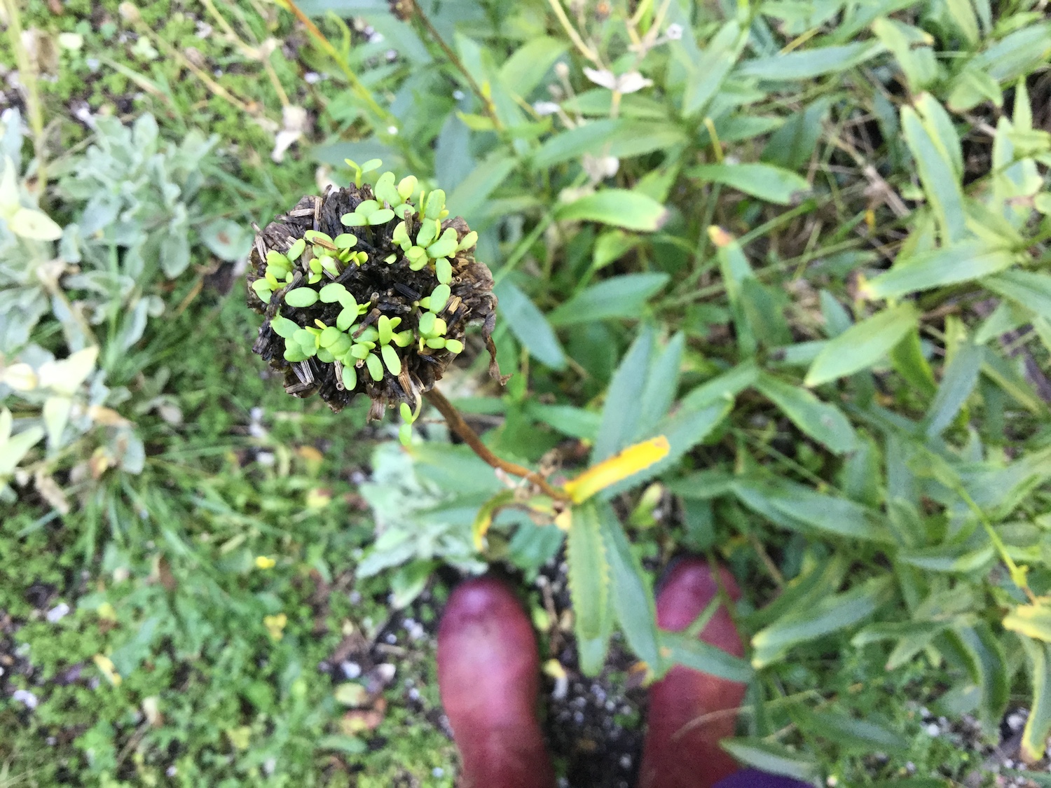 Sunflower-Sprouts-On-Sunflower