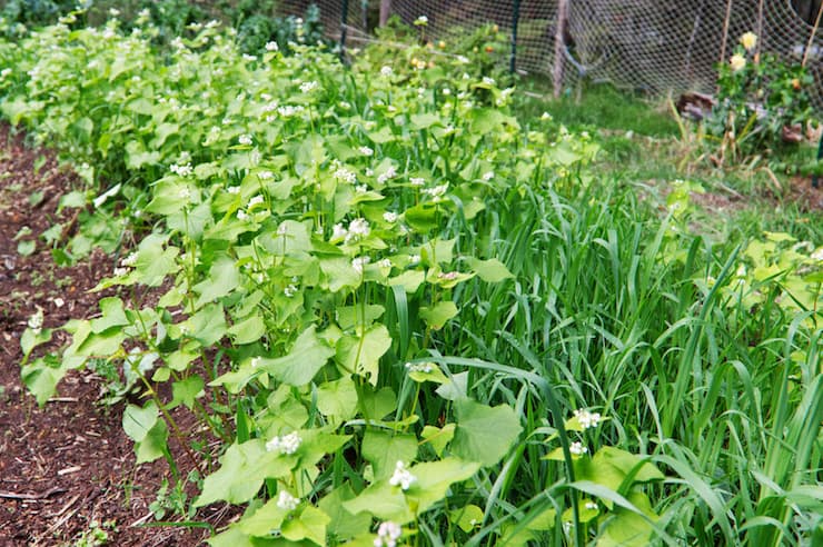 Buckwheat and Rye garden bed cover crop mix