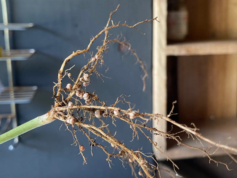 Legume roots with nodules on them.
