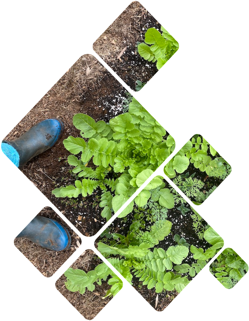 Looking down at blue boots before daikon radish leaves