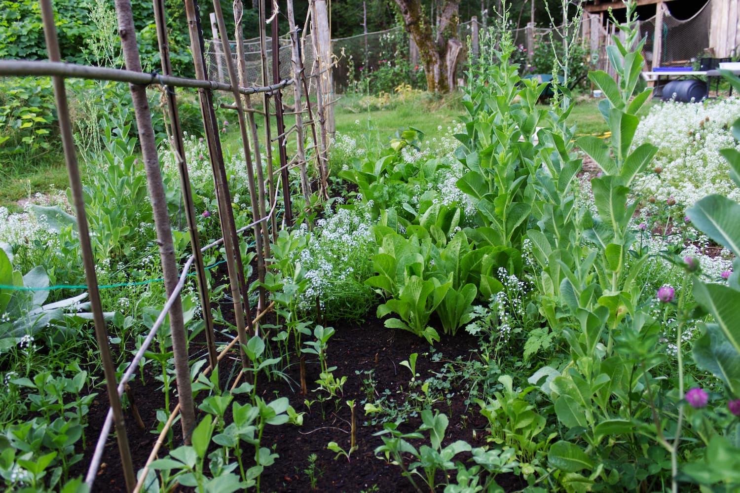 Polyculture bed of lettuce, alyssum, clover and peas