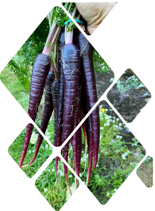 A bunch of purple carrots held in a person's hand